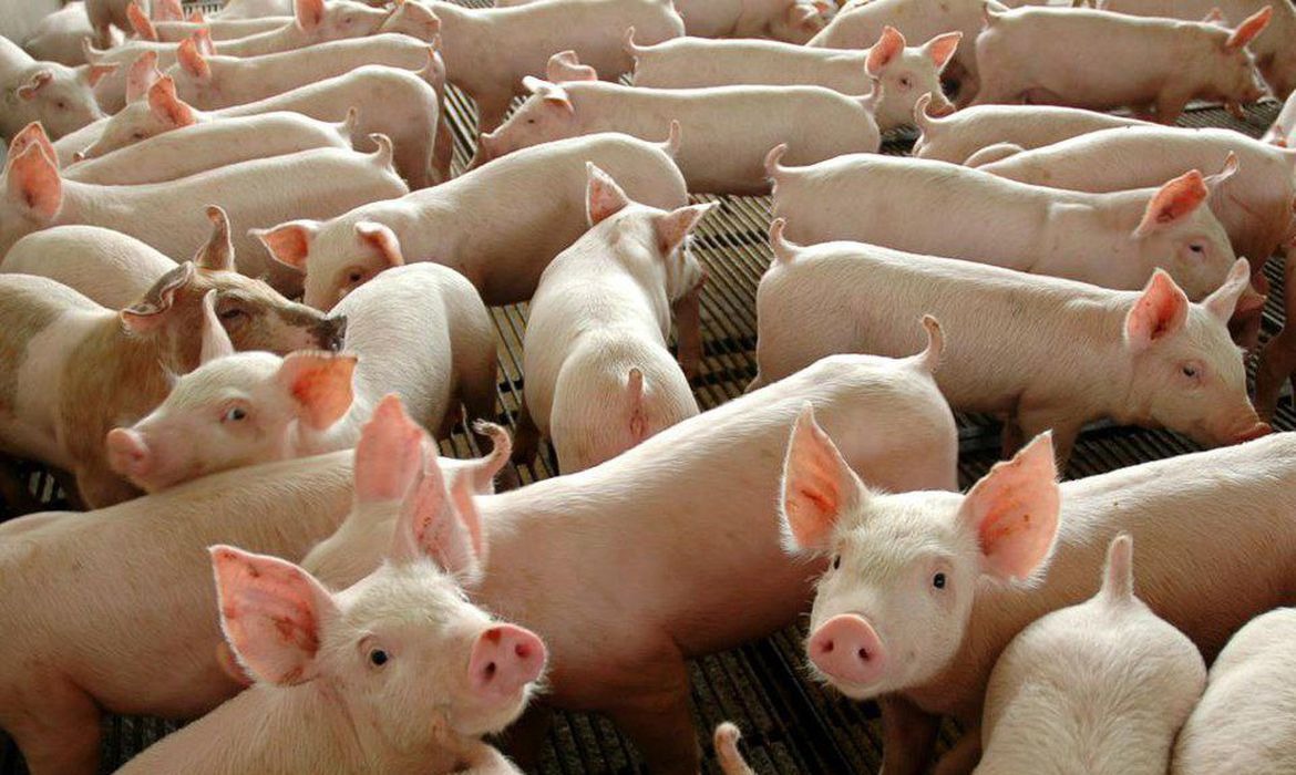 Ministério da Agricultura confirma peste suína clássica no Piauí © Divulgação Governo Federal