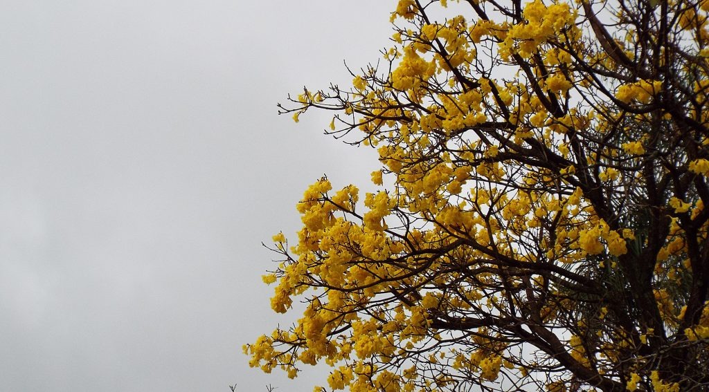 Semana começa com clima agradável em todo o Estado