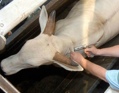 Aftosa no Paraguai é discutida nesta sexta-feira no tatersal do Sindicato Rural