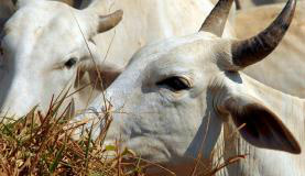 Abate de bovinos acumula alta pelo décimo trimestre consecutivo