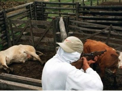 Paraguai começa sacrificar animais Paraguai começa sacrificar animais