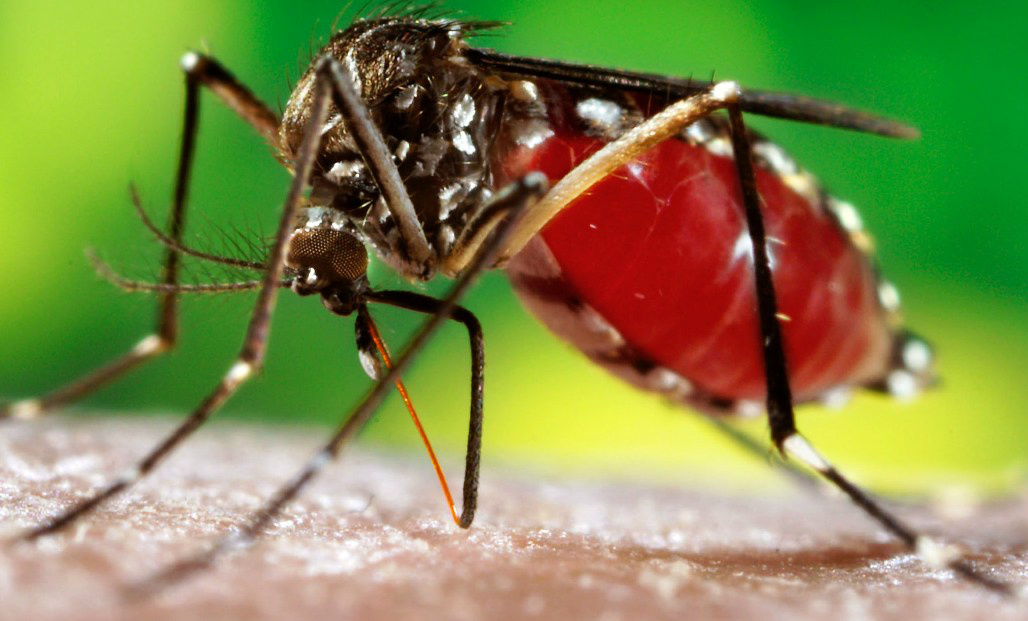 Brasil registra 802 mil casos prováveis de dengue este ano Brasil registra 802 mil casos prováveis de dengue este ano