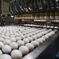 Produção de Ovos e Consumo Per Capita no Brasil em 2028