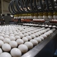 Produção de Ovos e Consumo Per Capita no Brasil em 2028 Produção de Ovos e Consumo Per Capita no Brasil em 2028