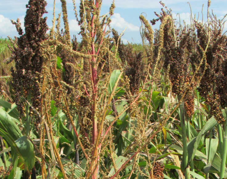 Amaranthus palmeri.