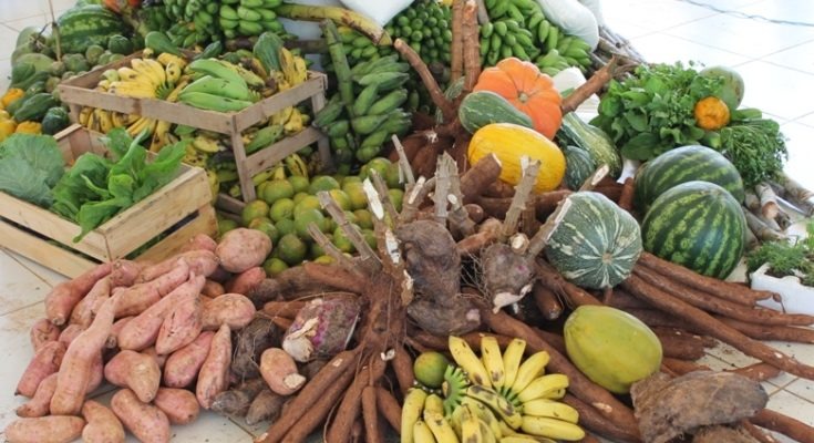 Incentivo para pequenos produtores rurais é solicitado no legislativo Vereador Dilmar quer diversificar a produção de alimentos, junto aos pequenos produtores do município / Foto: Ilustrativa