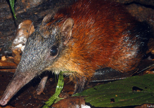 Apesar de pequeno e peludo, sengis têm características semelhantes a de seus parentes mais distantes, os elefantes