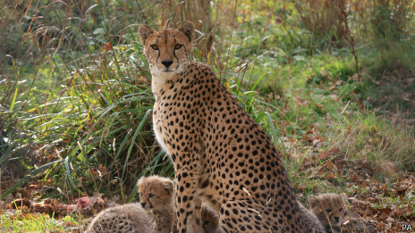 Segundo Lovegrove, sengis superariam os guepardos como os animais mais velozes do mundo