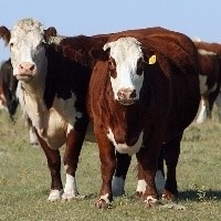 Comissão de Agricultura aprova isenção de tributos em ração de bovinos Foto: Divulgação