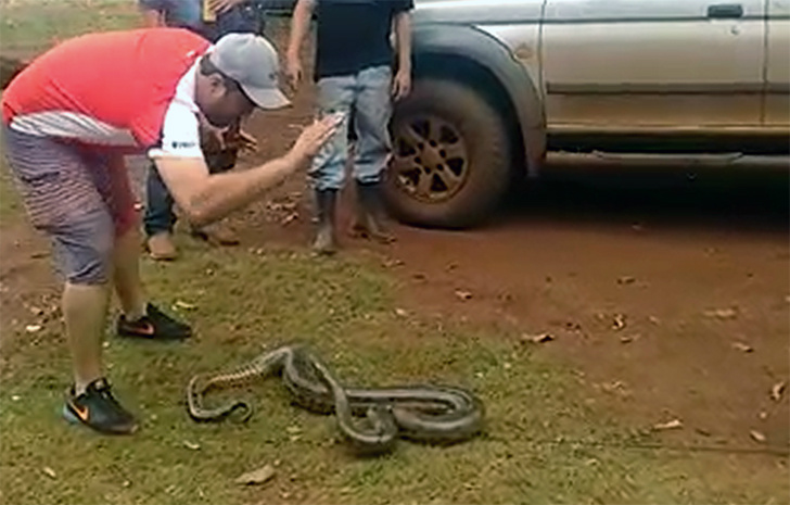Douradense é autuado por divulgar no Whatsapp vídeo onde maltrata uma sucuri