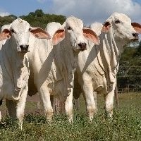 Oferta reduzida colabora para altas no mercado do boi gordo Imagem créditos: Divulgação