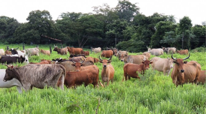 Órgão da ONU destaca pesquisa com bovinos pantaneiros da UEMS