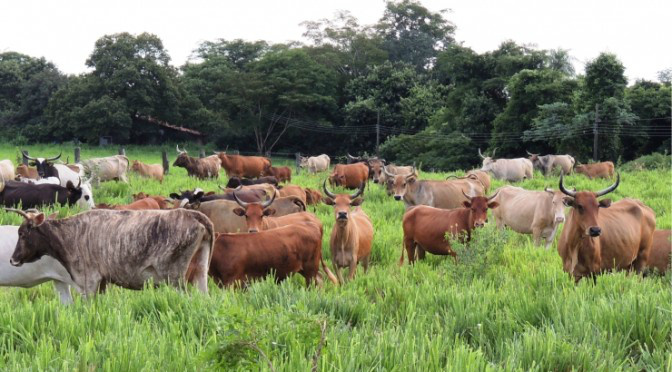 Órgão da ONU destaca pesquisa com bovinos pantaneiros da UEMS Órgão da ONU destaca pesquisa com bovinos pantaneiros da UEMS