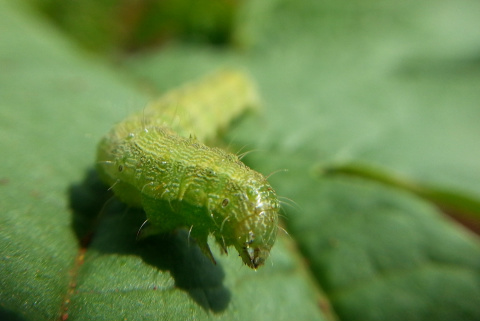 A Fepam já liberou a venda para revendas em lojas autorizadas