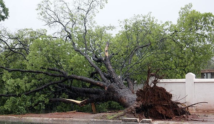 Foto: Chico Ribeiro (Queda de arvore registrada na Rua Treze de maio na Capital)