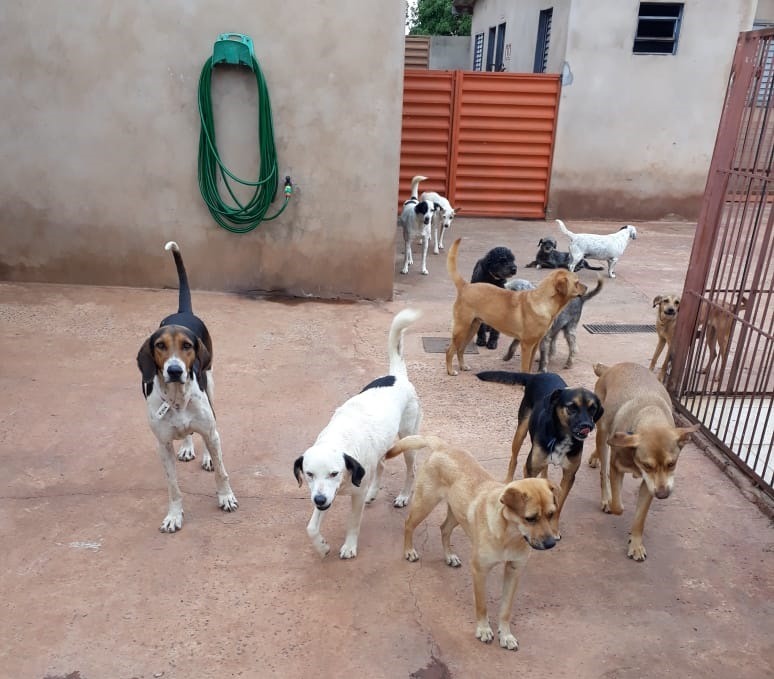 MS é o terceiro estado com menos animais abandonados no País Animais na ONG Cão Feliz - Foto: Foto: Divulgação