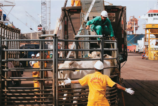 Ministério da Agricultura restringe trânsito de animais em seis Estados