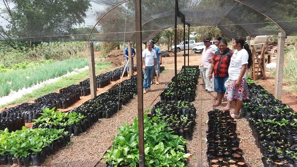 Prefeitura de Amambai implanta viveiro de mudas de maracujá Cerca de 4.000 mudas estão sendo produzidas / Foto: Seagri