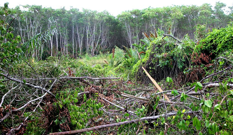 Embrapa lança projeto com foco em proteção ambiental e renda