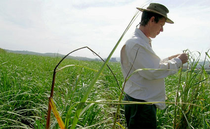 Integração de culturas de alimentos e energéticas pode reduzir pobreza
