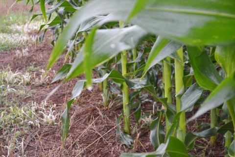 Foto: Assessoria de Imprensa Sistema Famasul