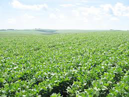 CNA aconselha cautela aos sojicultores que vão ampliar área de cultivo CNA aconselha cautela aos sojicultores que vão ampliar área de cultivo