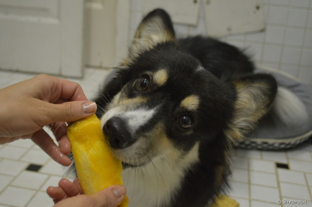 Cachorro pode comer manga? O cachorro pode comer manga, desde que o alimento seja preparado da maneira certa