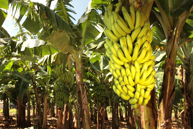 Cultivo de banana rende R$ 2 mil por hectare ao mês em MS Cultivo de banana rende R$ 2 mil por hectare ao mês em MS