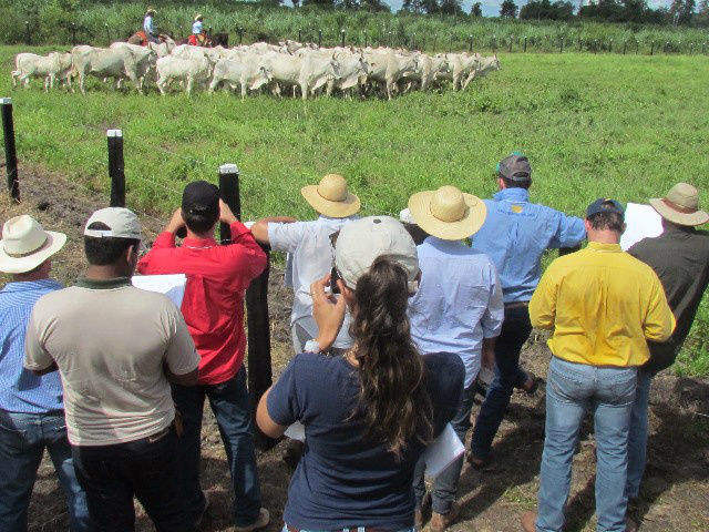 Custo com a pecuária no Pantanal é inferior a demais regiões, afirmam criadores Custo chega a ser 20% a menos se comparado aos investimentos necessários em outras regiões, isso devido ao elevado pH, indicador de acidez e fertilidade do solo