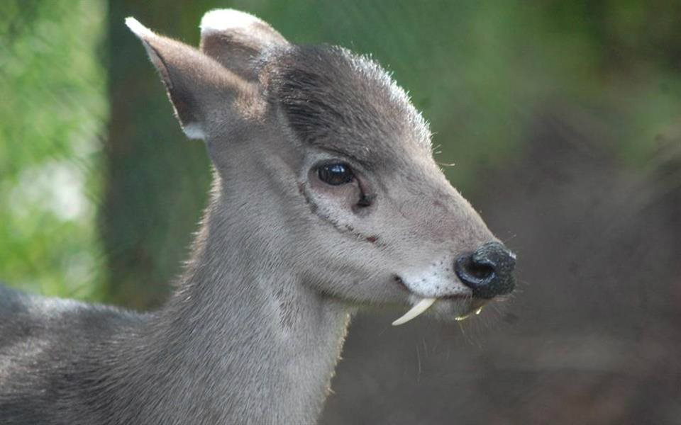 Veja 7 animais bizarros de que você provavelmente nunca ouviu falar