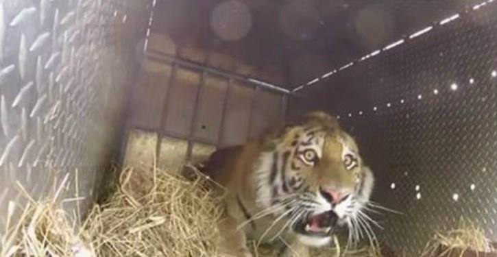 Vídeos revelam as reações de dez animais ao serem libertados na natureza