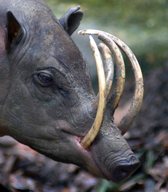 Veja 7 animais bizarros de que você provavelmente nunca ouviu falar