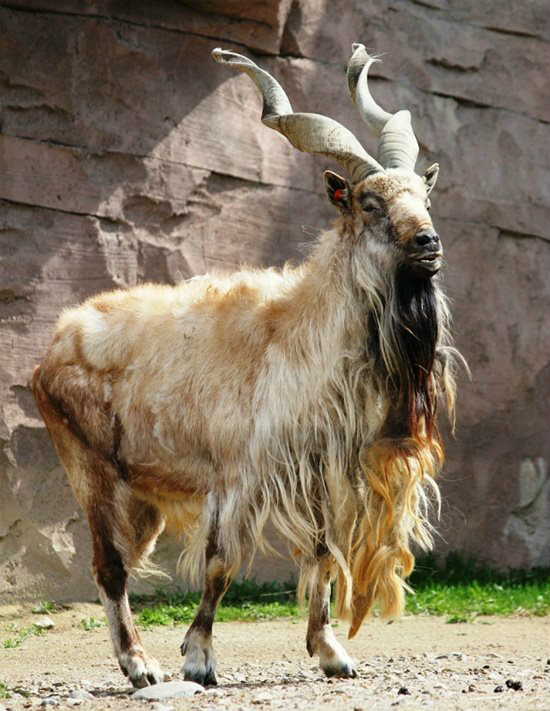 Veja 7 animais bizarros de que você provavelmente nunca ouviu falar