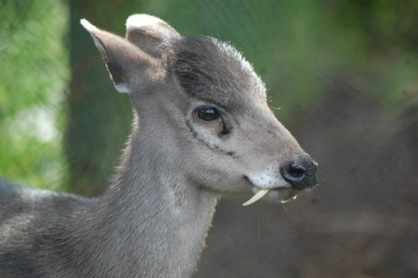 Veja 7 animais bizarros de que você provavelmente nunca ouviu falar