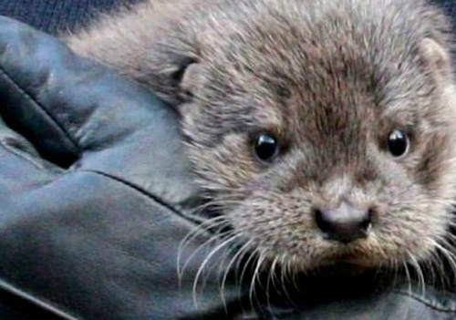 Filhote de foca acima escapou das enchentes, que mataram muitos animais