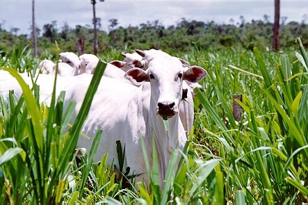 Arroba do Boi Gordo - 23.09.2011