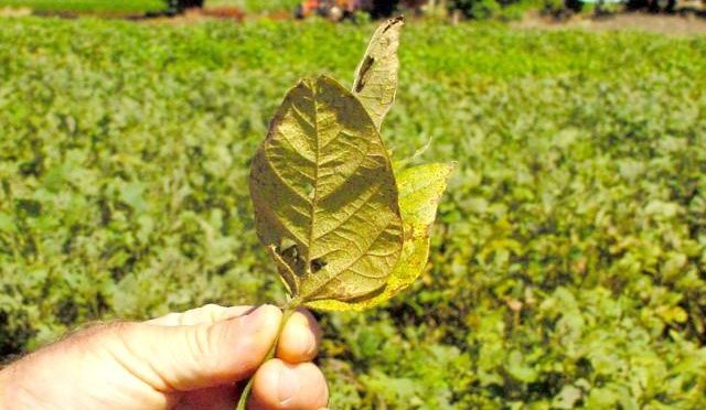 Iagro alerta para ações preventivas no plantio da soja