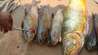 PMA apreende 30 quilos de pescado ilegal