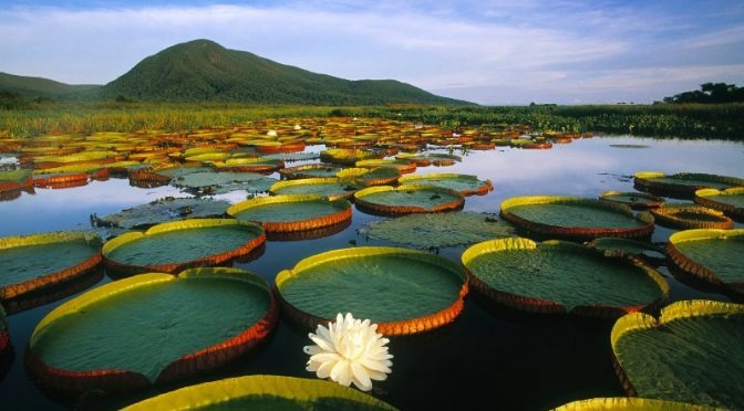 MS 42 anos – Identidades de Mato Grosso do Sul