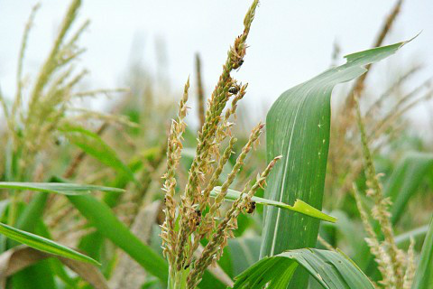 Em Dourados (MS), chuvas beneficiam safrinha e a expectativa é de boa produção Foto: Divulgação