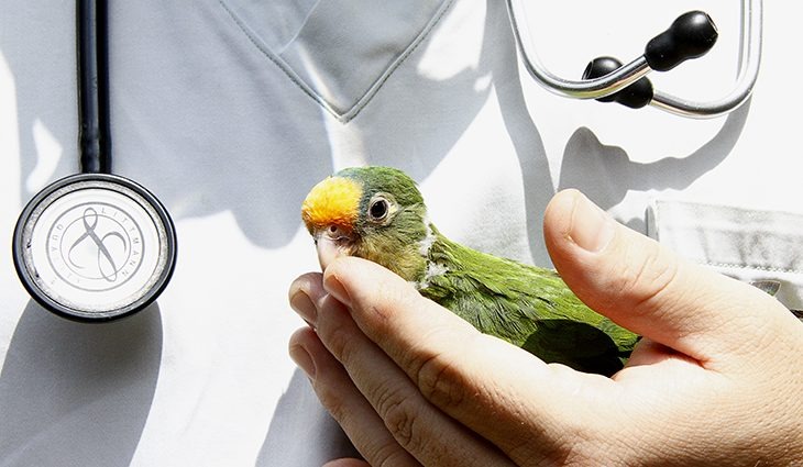 Tempestades aumentam número de animais silvestres levados para Reabilitação Fotos: Edemir Rodrigues