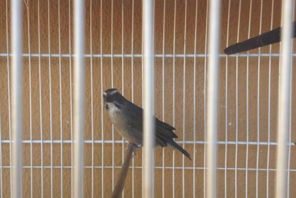 Operação Fibra, da Polícia Federal e do Ibama, desbarata quadrilha que fraudava legalização de pássaros em São Paulo Dilvulgação/Polícia Federal e Ibama