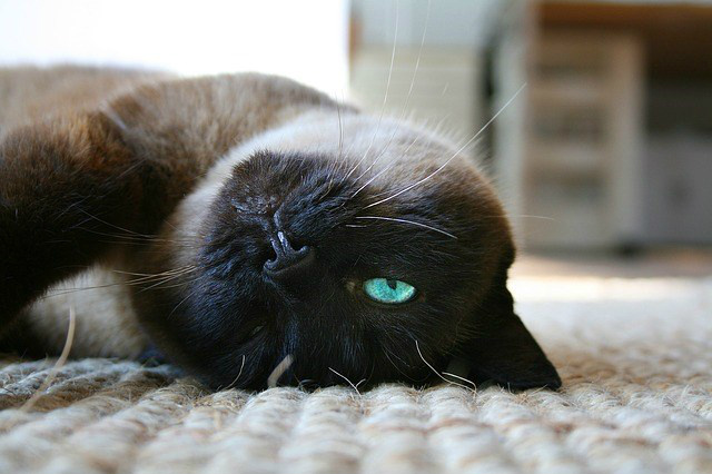Especialistas alegam ter decodificado a linguagem secreta dos gatos