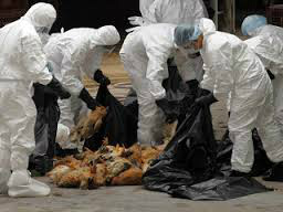 Inglaterra confirma surto de gripe aviária em patos