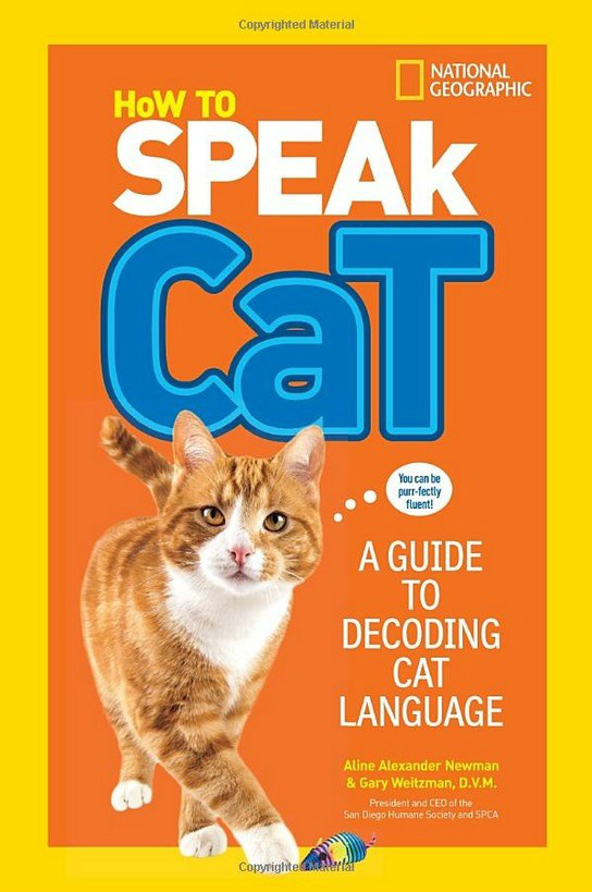 Especialistas alegam ter decodificado a linguagem secreta dos gatos