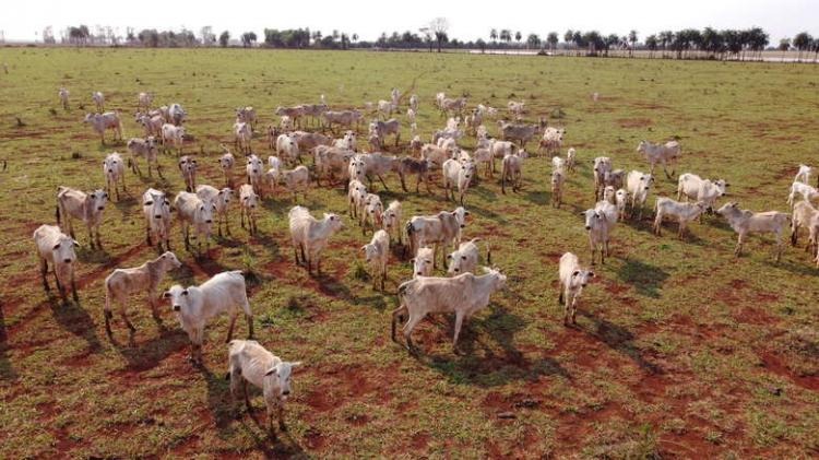 Segundo a Acrissul, situação da pastagem é crítica em várias regiões do Estado; pasto é principal fonte de alimentação dos animais - Crédito: Rubens Moreira Neto