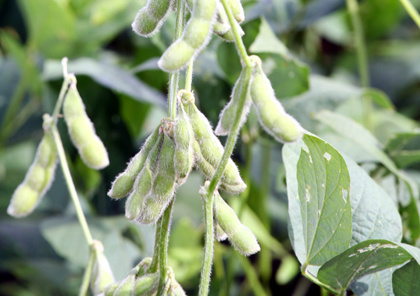 Sefaz divulga Valor Real Pesquisado da soja com 25% de aumento