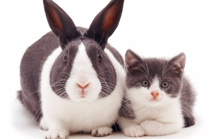 Fotógrafo faz ensaio lindo de animais com a mesma cor de pelo (Reprodução/Warren Photographic)