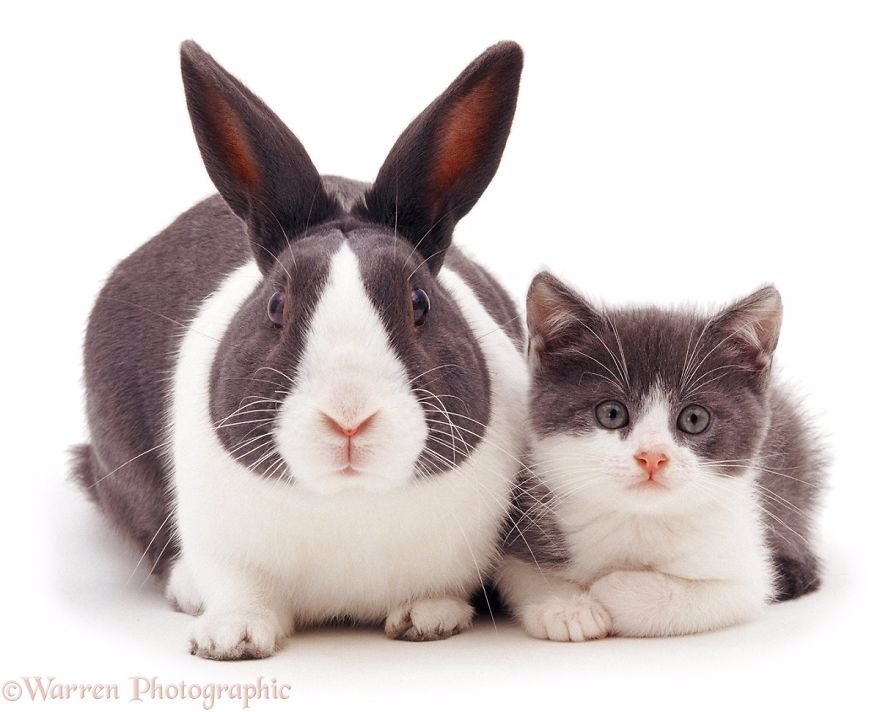 Fotógrafo faz ensaio lindo de animais com a mesma cor de pelo (Reprodução/Warren Photographic)