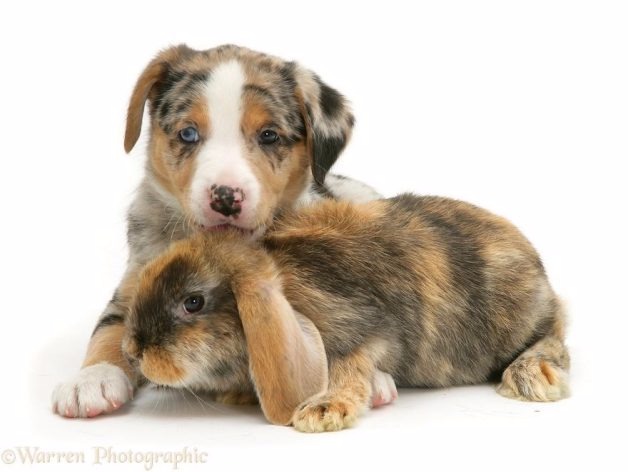 Fotógrafo faz ensaio lindo de animais com a mesma cor de pelo (Reprodução/Warren Photographic)
